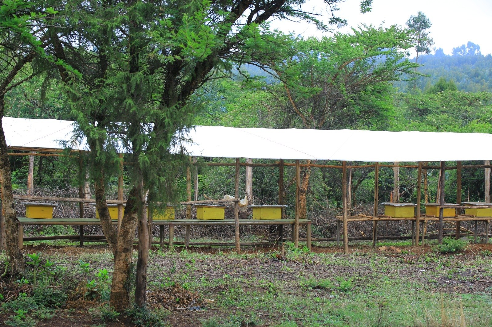 Beehives lined up under a wooden shelter at the Gallica farm