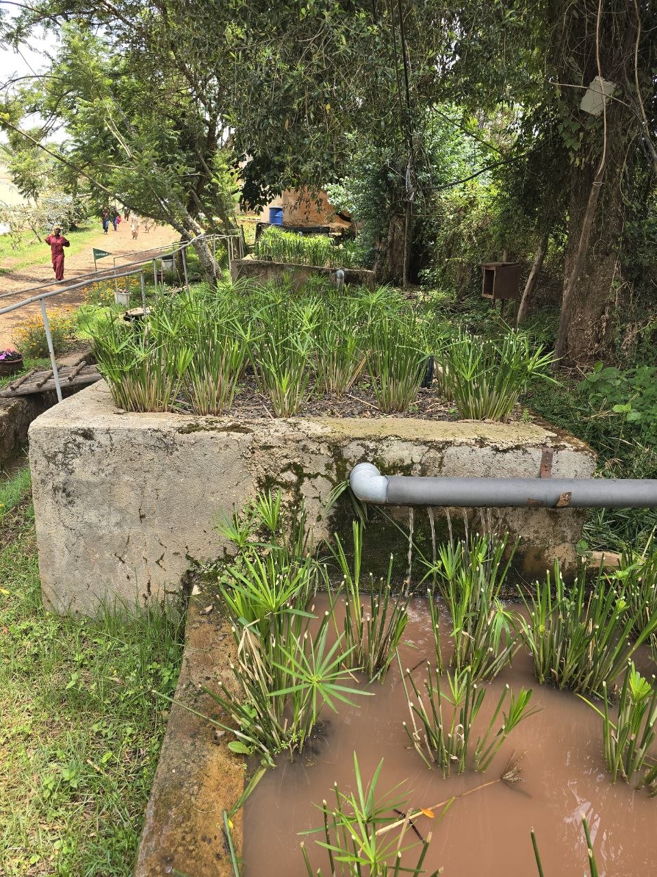 The constructed wetland system that filters and recycles farm wastewater