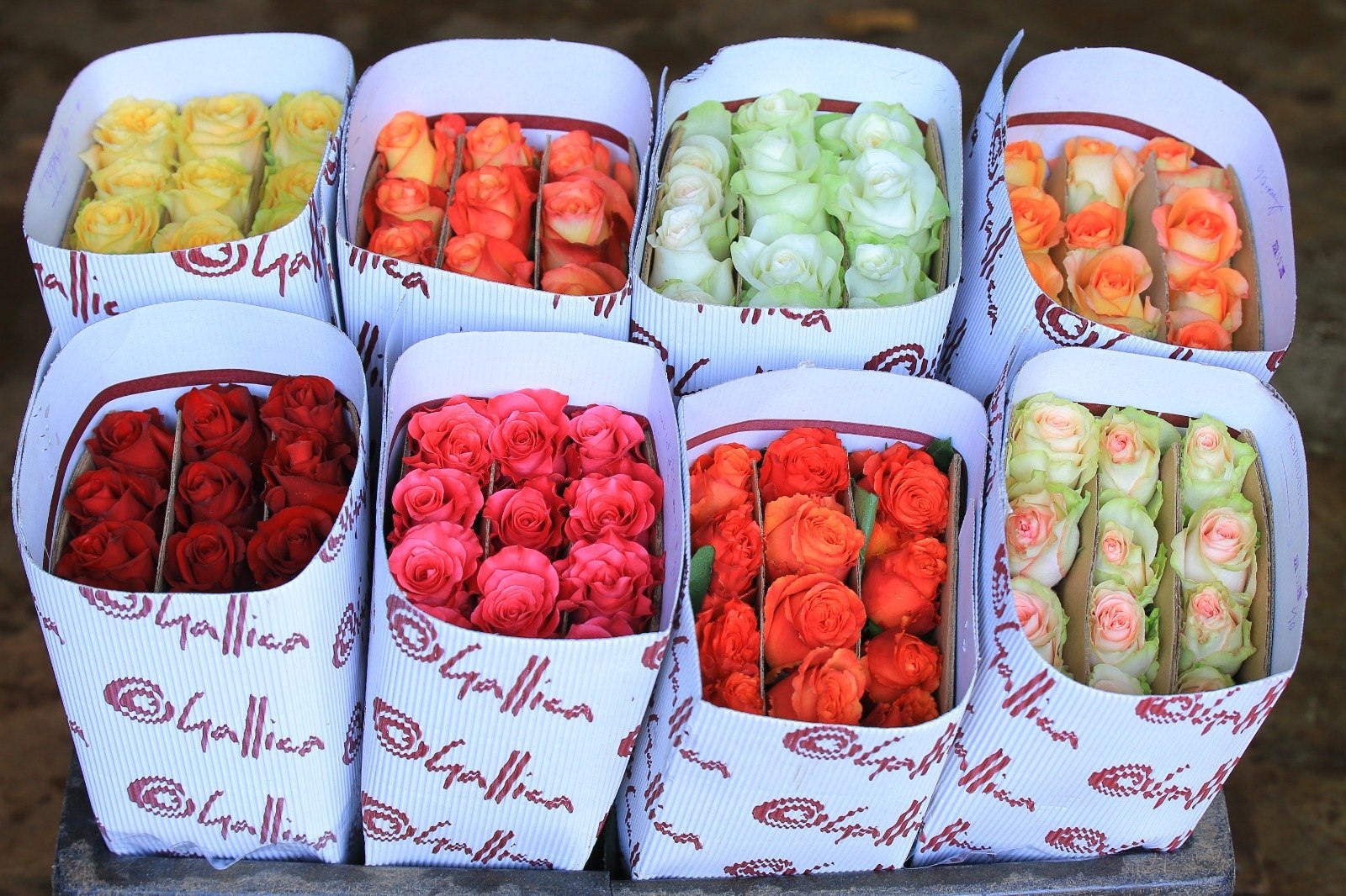 Gallica rose bunches packaged and ready to ship
